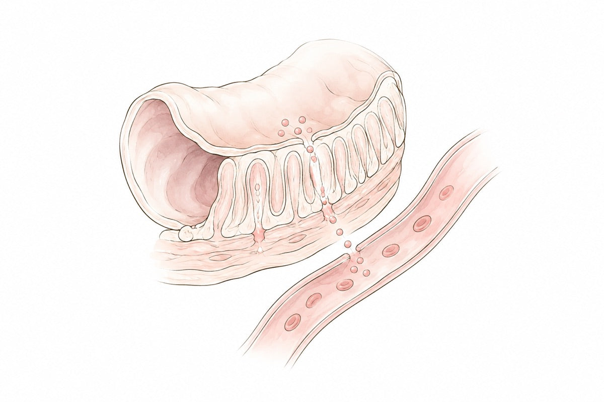 Paroi intestinale qui laisse passer